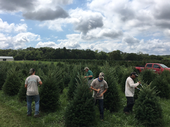 Christmas Tree Trimming