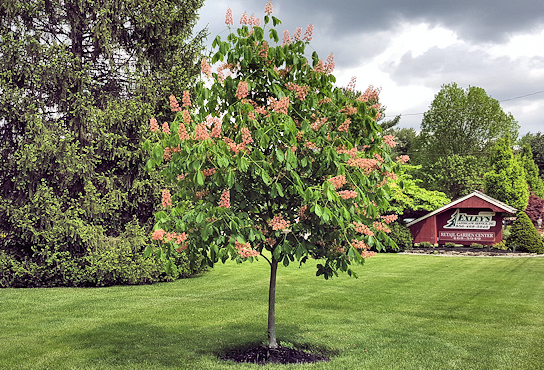 Red Flowering Horsechestnut