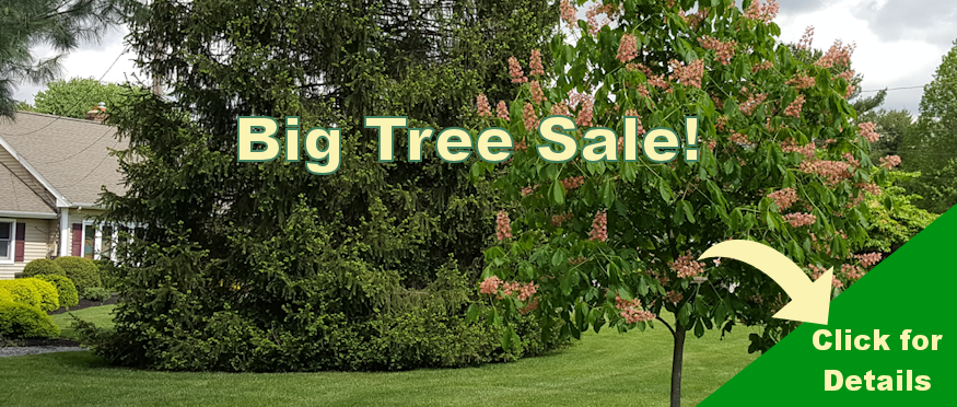 Aug-Website-Home-BigTree-Sale