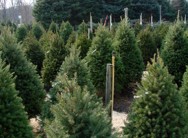 xmas-trees3