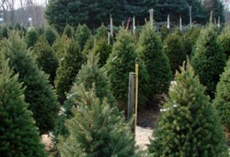xmas-trees3