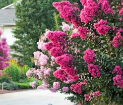 May Flowers