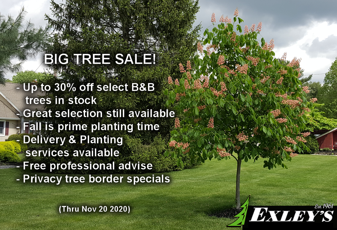 Big Tree Sale Exley's Landscape & NurseryExley's Landscape & Nursery
